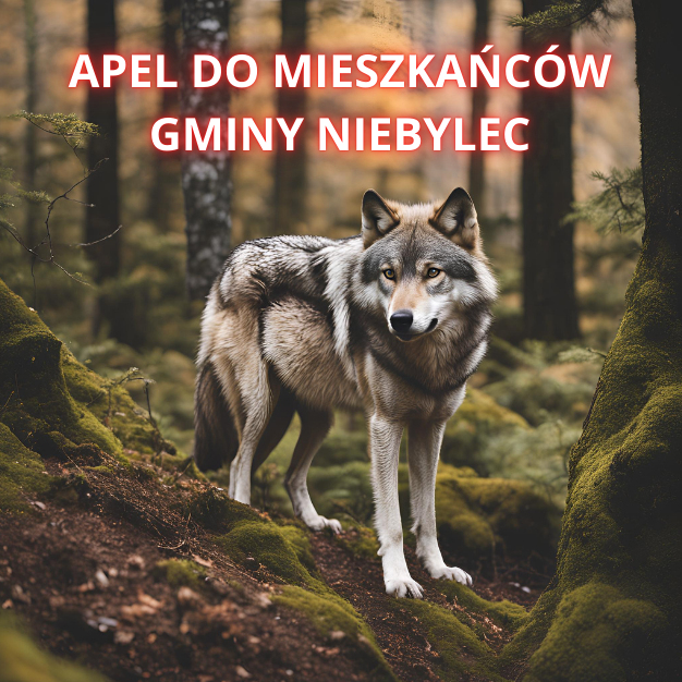 Na obrazie widoczny jest wilk stojący w lesie, patrzący prosto przed siebie. W tle znajdują się drzewa i mchy pokrywające ziemię. Na górze zdjęcia znajduje się tekst: "APEL DO MIESZKAŃCÓW GMINY NIEBYLEC" napisany dużymi, czerwonymi literami